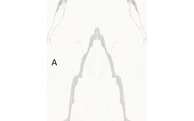 Керамогранит Stone Calacatta (SAR.UM.STUTA.LC) 6 мм 150x300
