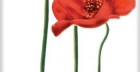Декор Цветок Красный (340043) 25X40