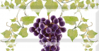 Comp.grapes 03 B