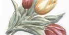 Декор Оранжерея TFA013 Тюльпаны 9,9x9,9