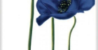 Декор Цветок Синий (340012) 25X40