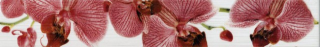 Бордюр Fiori Орхидея (267081) 6X40