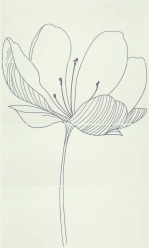 255D0RD DREAM A PLUME