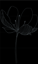 255D9RD DREAM A BLACK