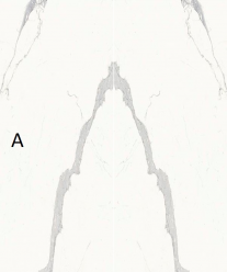 Керамогранит Stone Calacatta (SAR.UM.STUTA.LC) 6 мм 150x300