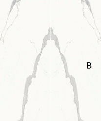 Керамогранит Stone Calacatta (SAR.UM.STUTB.LC) 6 мм 150x300