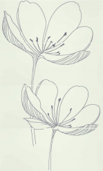 255D0RE DREAM B PLUME